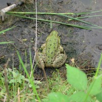 Marsh Frog